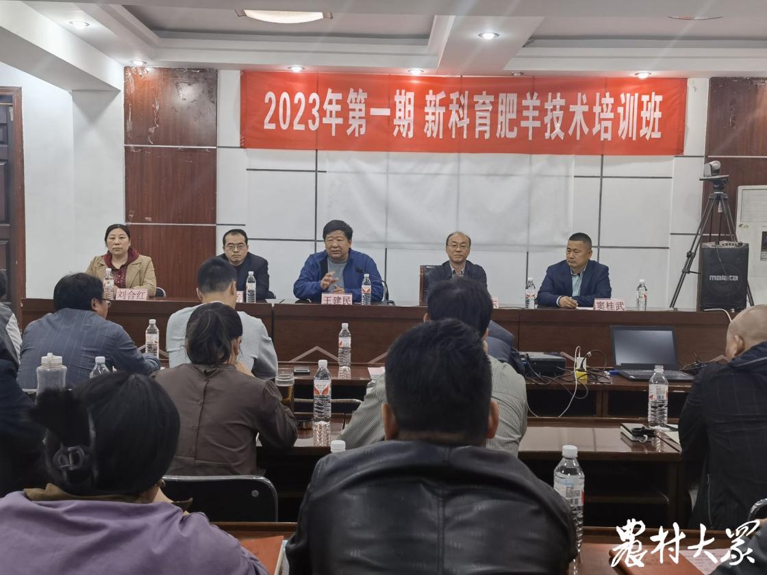 高档羊肉养殖技术,羊肉便宜是怎么养殖