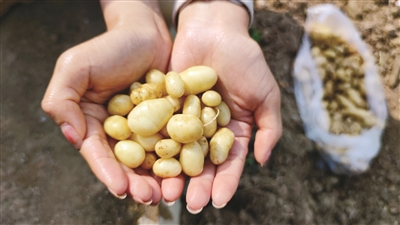 更戛乡“珍珠洋芋”变身“金蛋蛋”