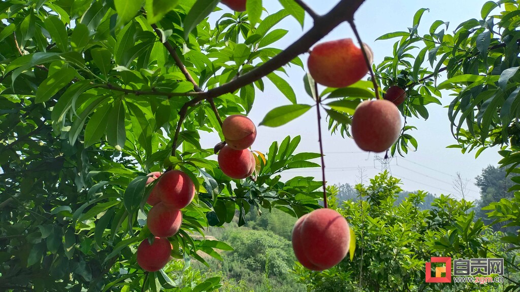 沿滩摘黄桃,山区小果园红桃现摘现发