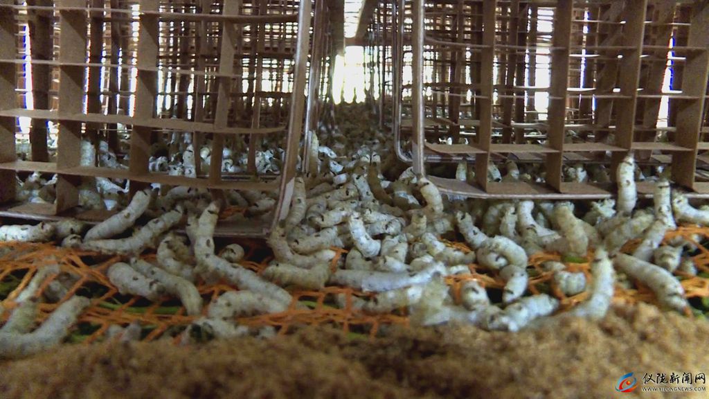 第一批蚕几月出,第一批春蚕茧