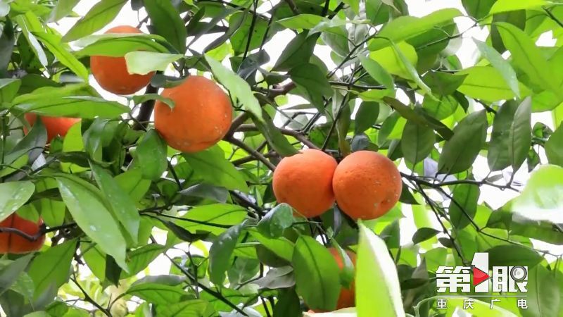 第1眼重庆广电消息,重庆广电官网