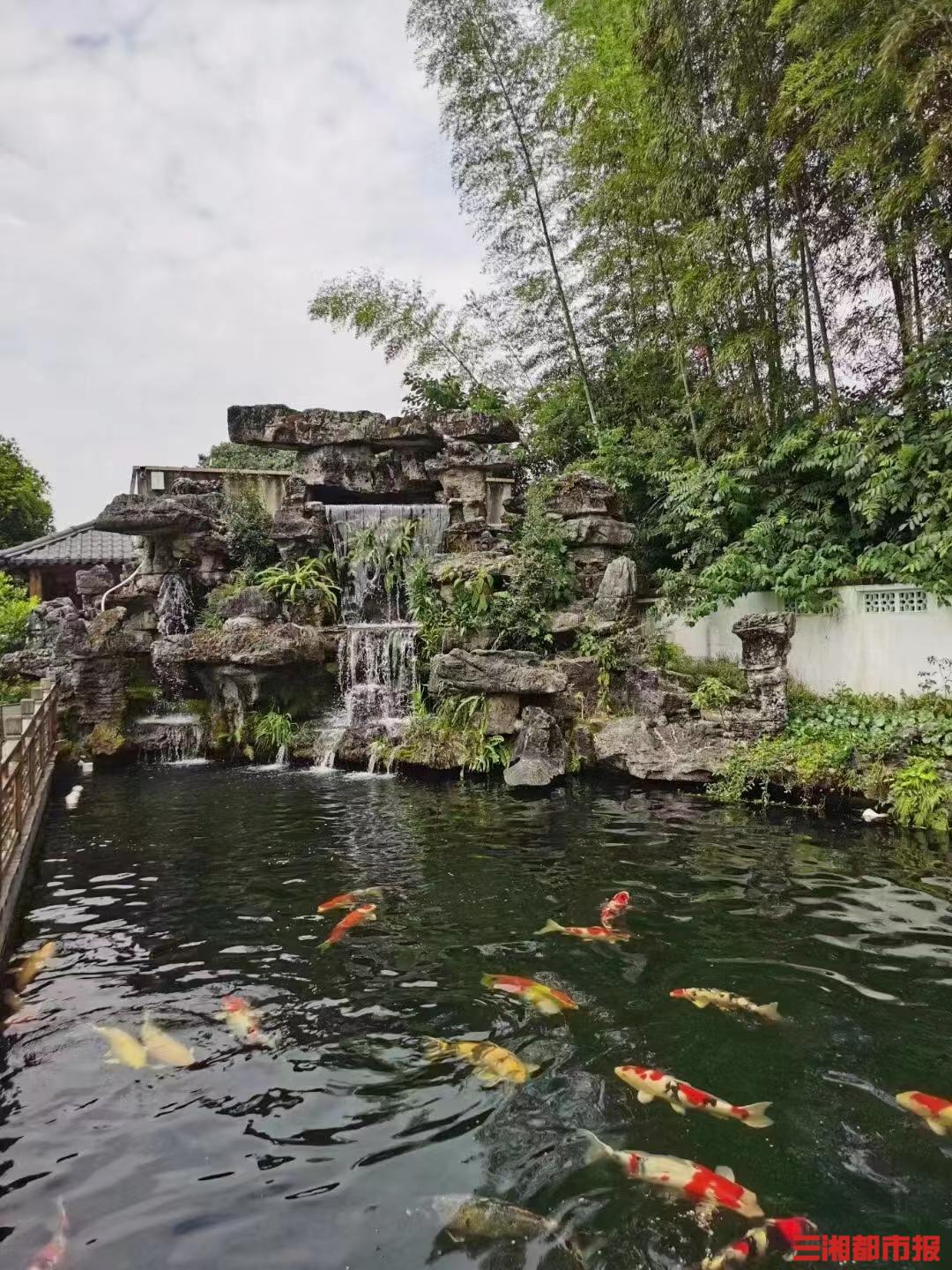 养殖锦鲤赚钱吗视频,养殖锦鲤致富