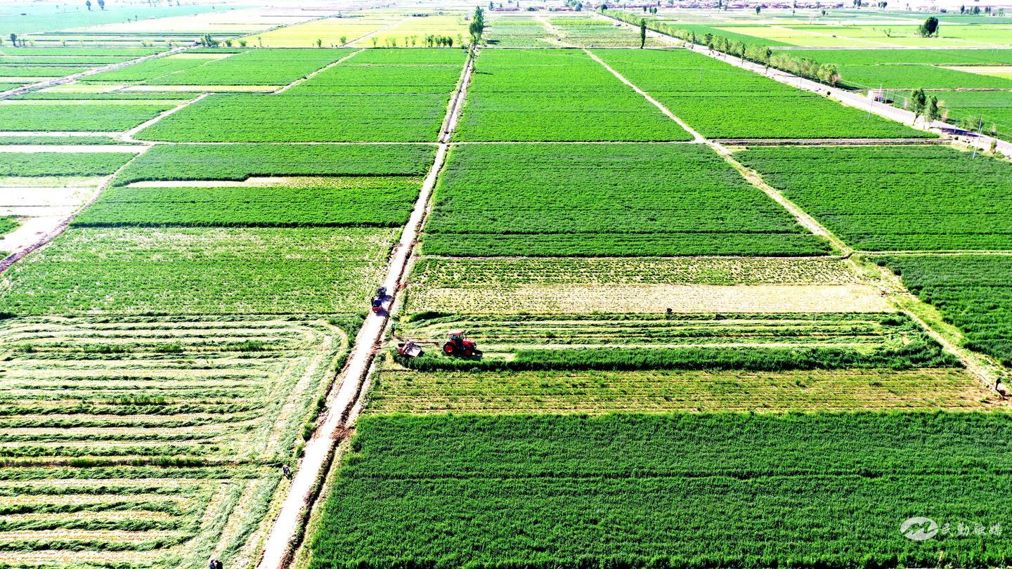 民勤县红沙梁镇：紫花苜蓿绽放“致富花”