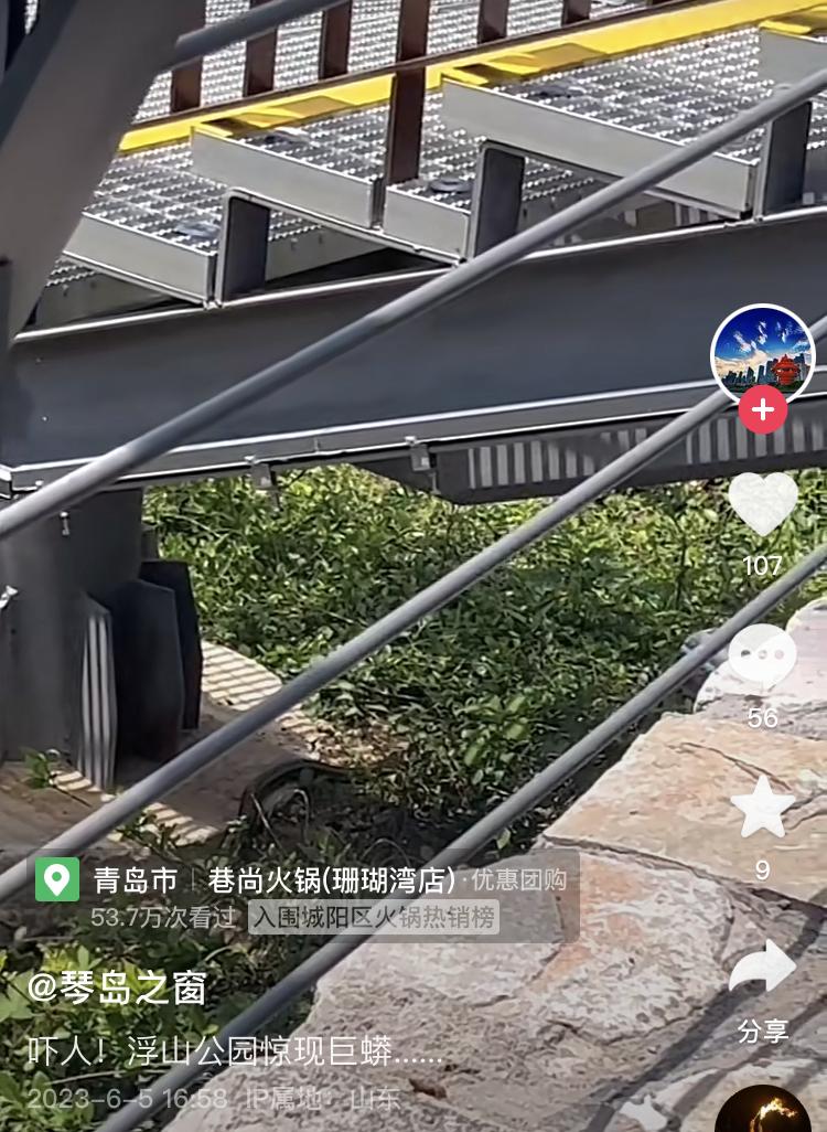 广东闹市发现巨蟒,深山现巨蟒