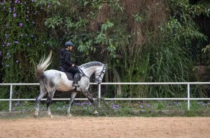 青少年马术比赛有哪些,广东省马术锦标赛规程