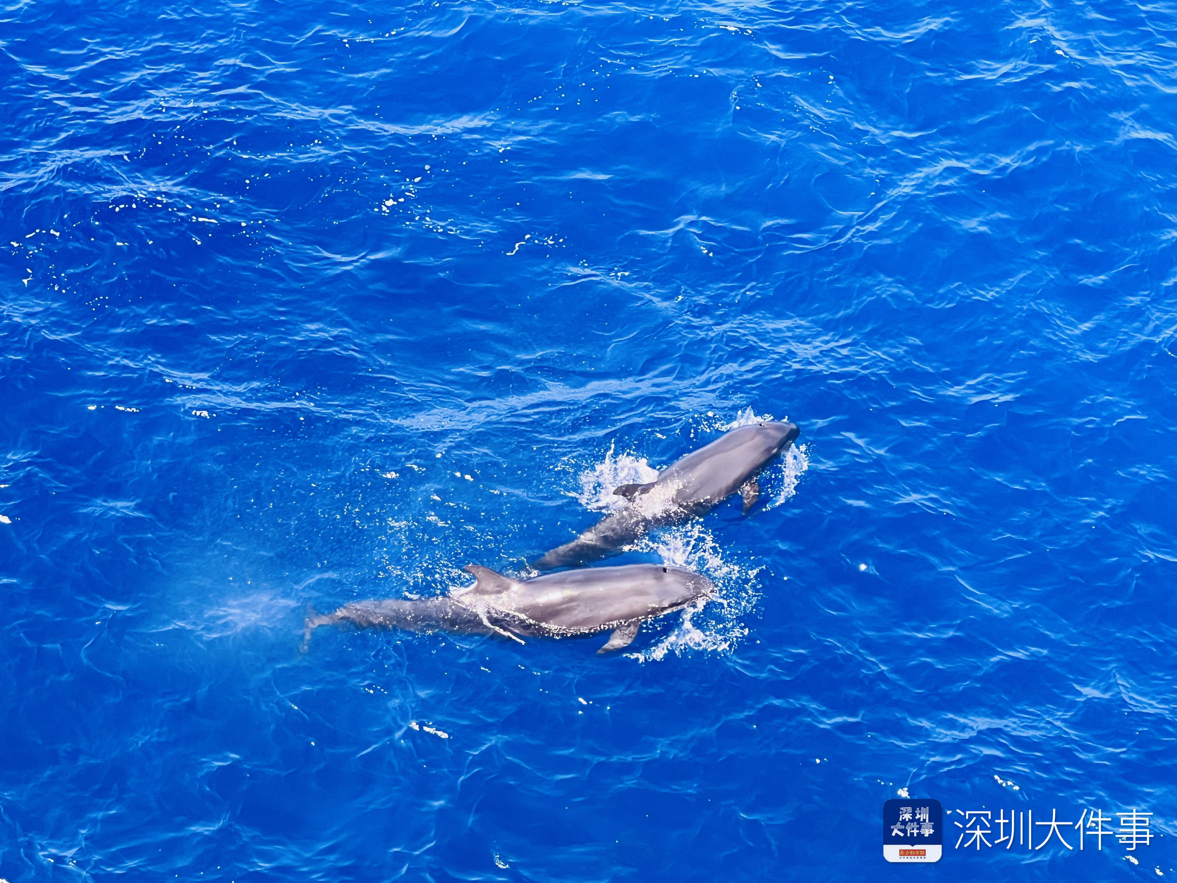 世界海洋日海豚,世界海洋日海豚守护