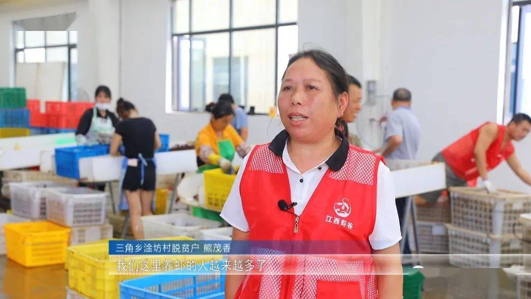 稻虾养殖致富记,稻虾养殖的经济效益