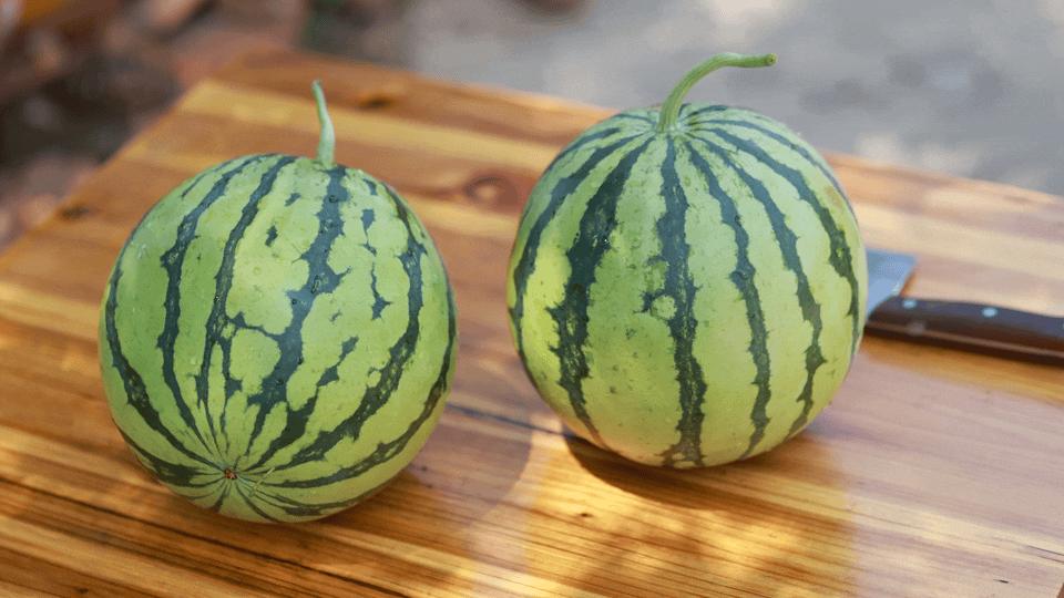 华容区*团蒲**乡，瓜瓜甜到冒泡