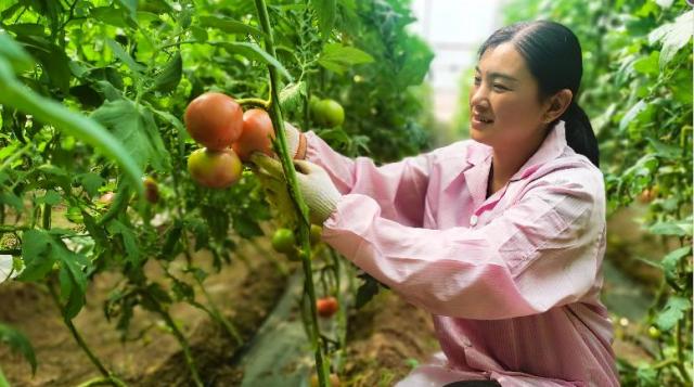 安阳示范区三大主导产业,安阳市各区产业布局