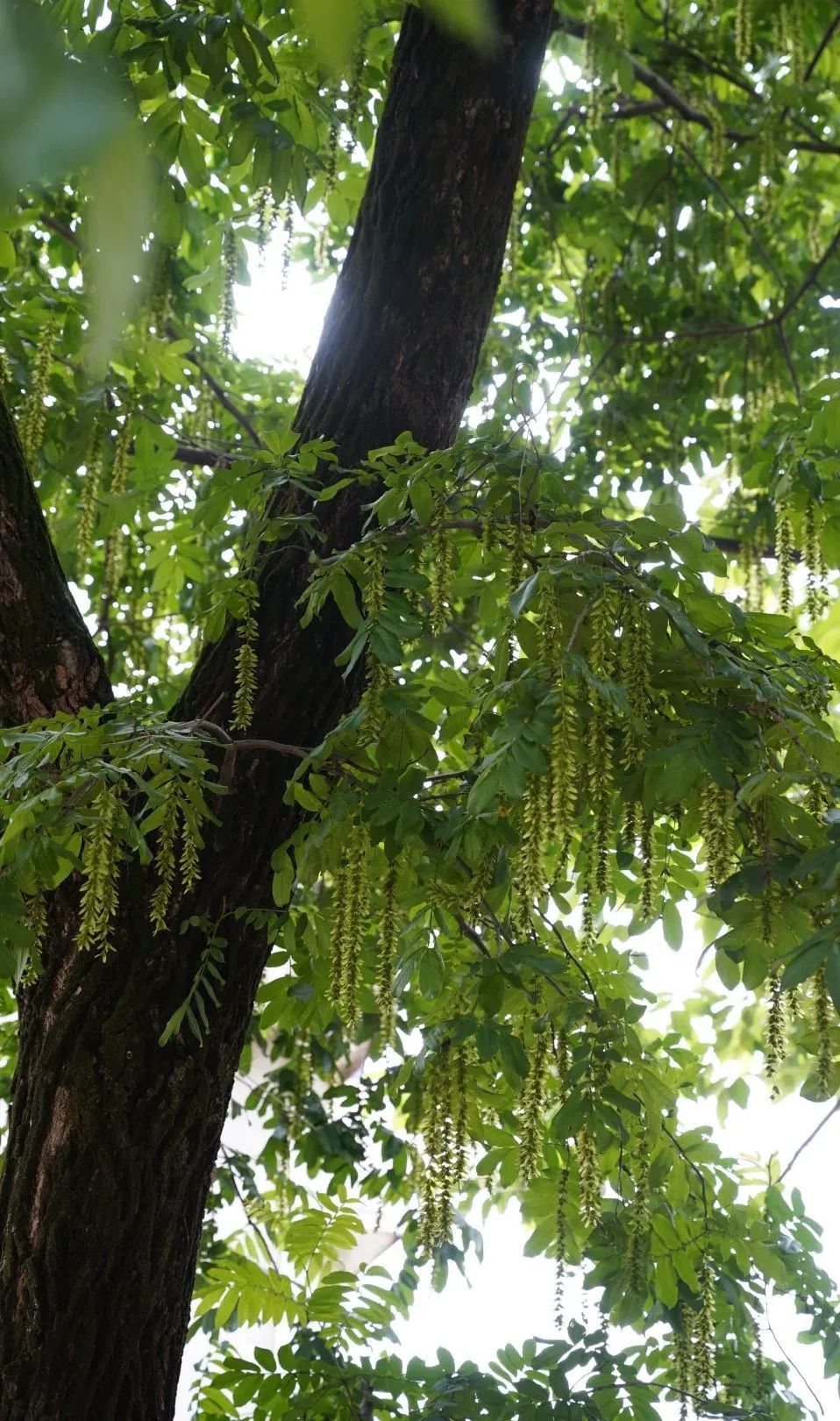 寻找鄂城最美村落｜泽林：云梦泽畔多芳草
