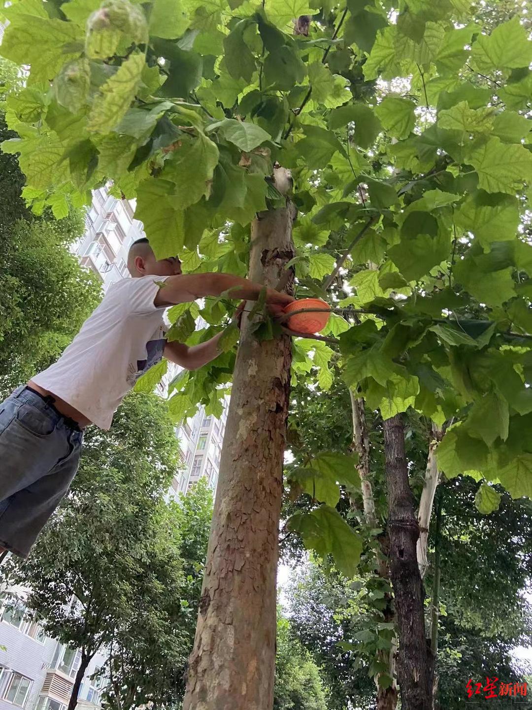 路边捡到幼鸟,捡到了幼鸟该怎么处理