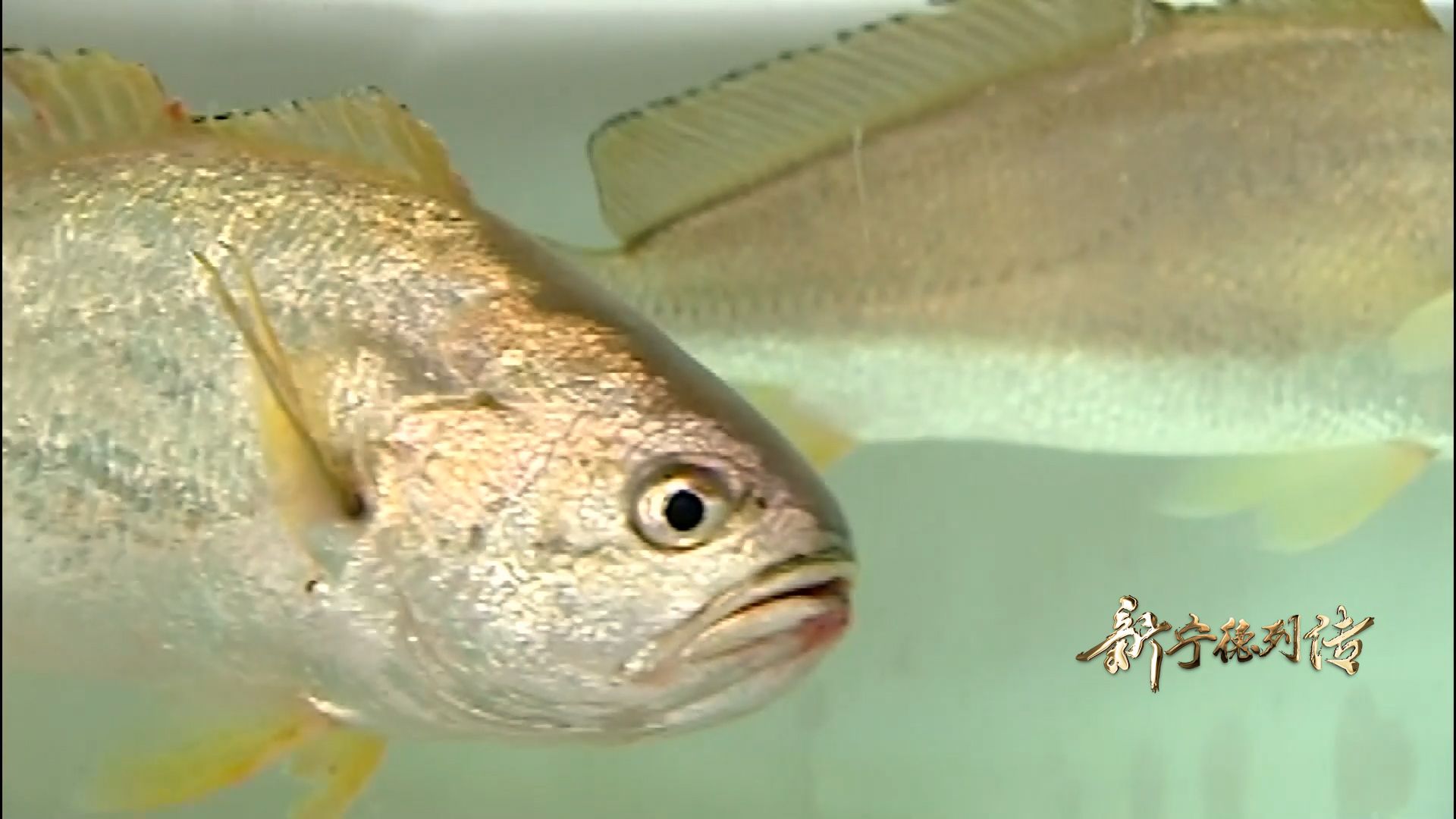 新宁德列传丨“大黄鱼之父”刘家富访谈录：国鱼重生（下）