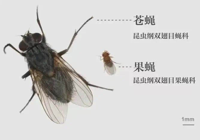 杨梅里面的虫子吃下去会怎么样,杨梅里的虫子会冻死吗