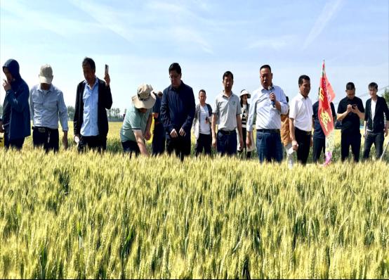 皖来一粒种豫收万担粮——安徽华成种业牵手河南省金囤种业加快推广小麦新品种华成865