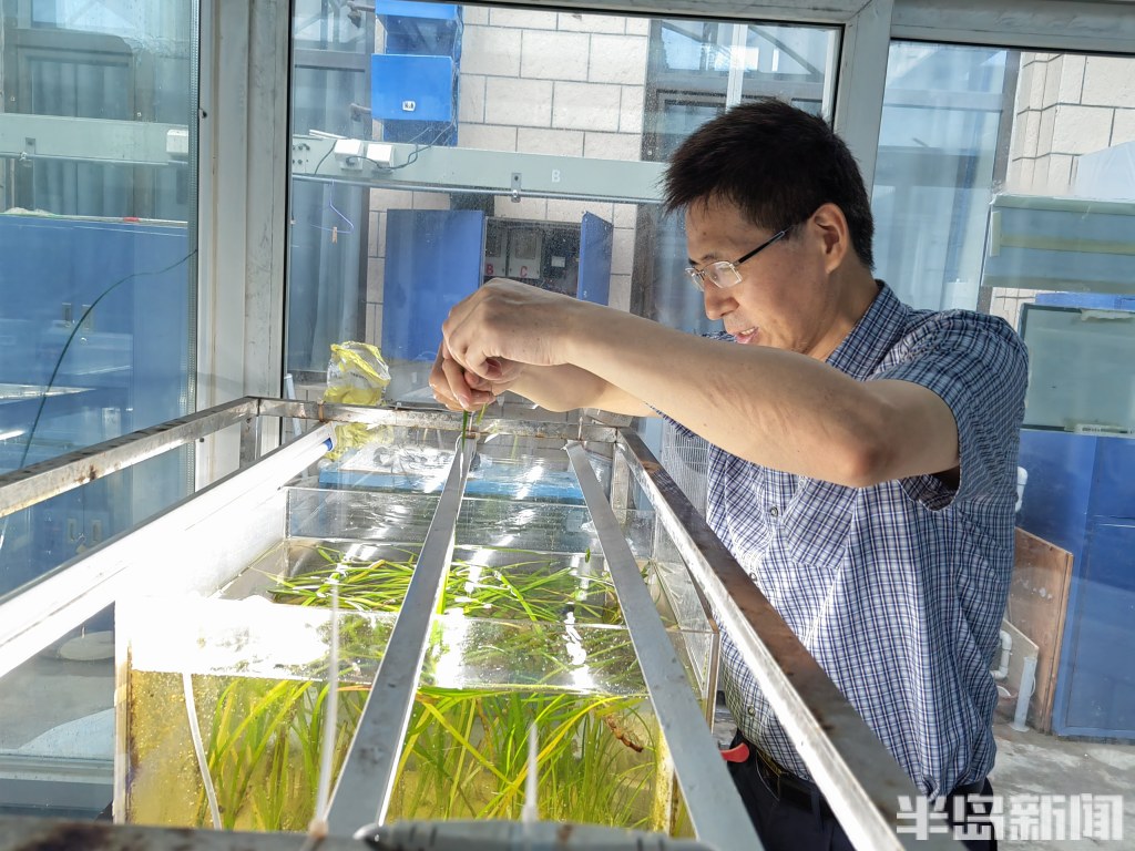 江苏海草床面积,海草床严重退化该如何修复