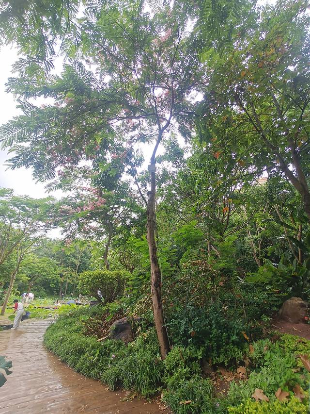 从西双版纳到老挝琅勃拉邦