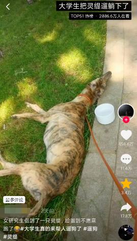 “代遛狗”成了香饽饽，有狗狗档期排到了7月中旬