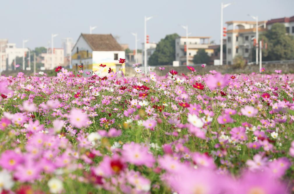 不止“村BA”！东莞10条好看好逛的线路，本地人也爱去