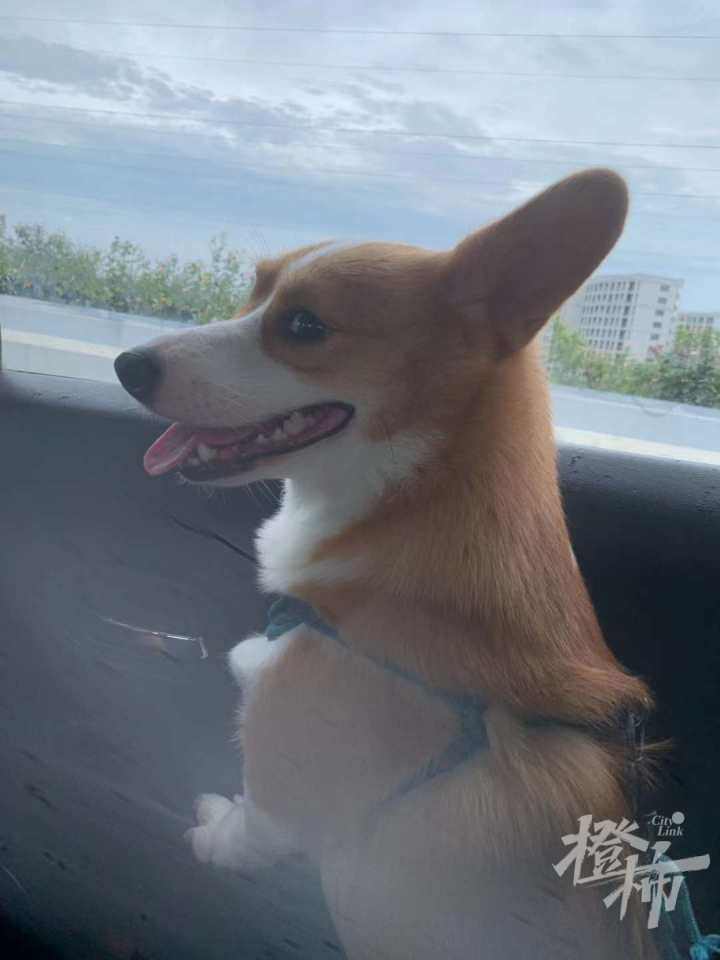 喜欢和主人互动的动物,金丝熊波妞