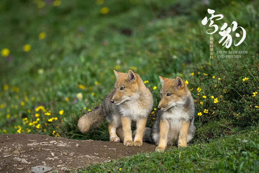 评《雪豹和她的朋友们》：动物世界里的人与自然