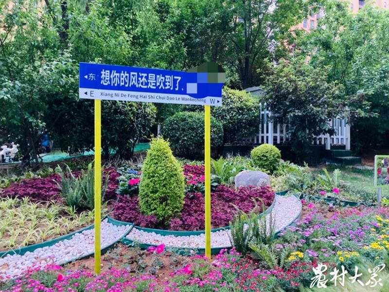 山东苗木供求信息,山东苗木前景