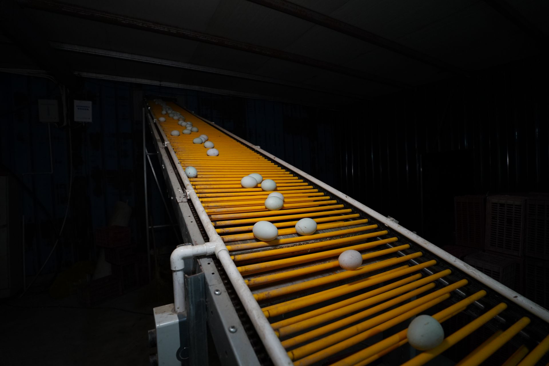 致富鸭的养殖方法,致富创业养殖蛋鸭视频