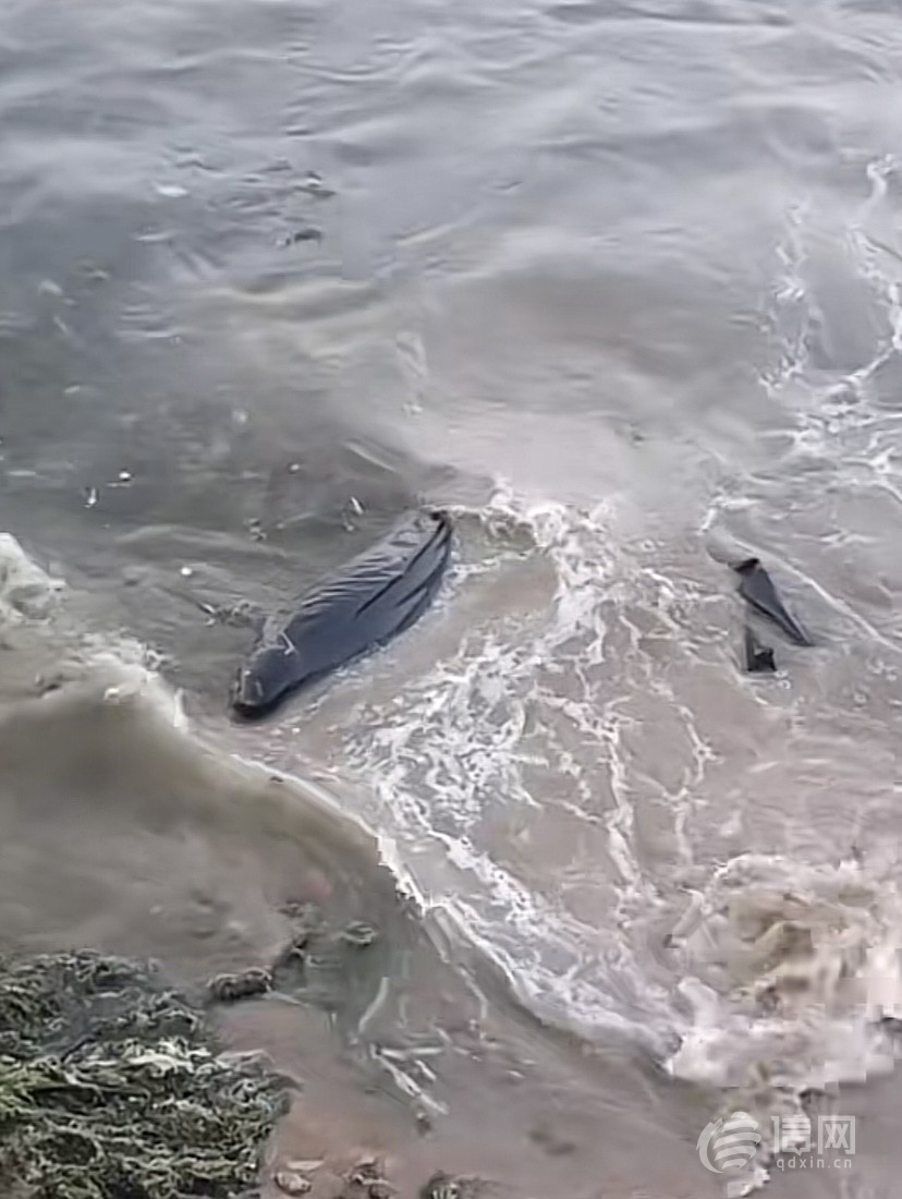 青岛西海岸新区龙湾景区再现江豚搁浅被发现时已死亡