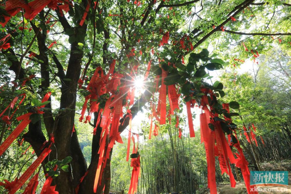 龙年抽龙签,龙年抽福签