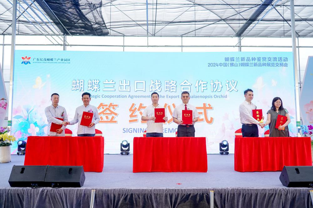 蝴蝶兰新品种交易会,2024广州蝴蝶兰新品种展览会大吗