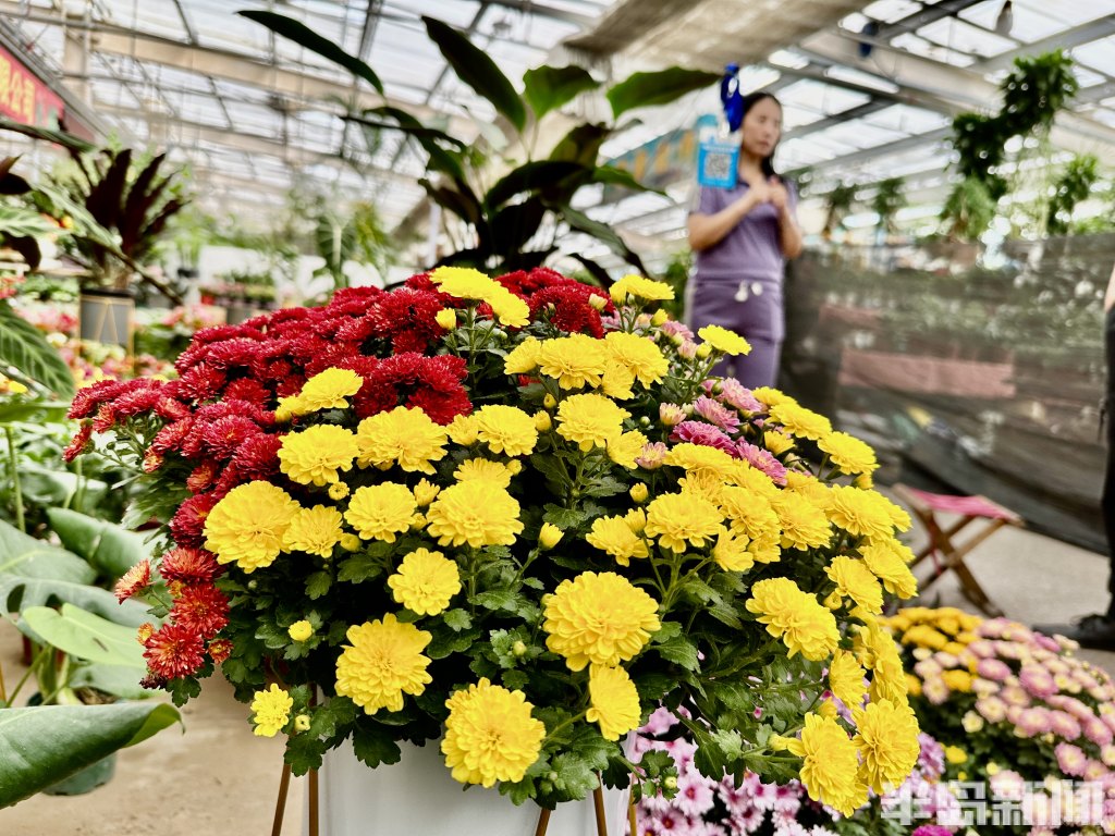 青岛高档绿植花卉,青岛春天的花卉