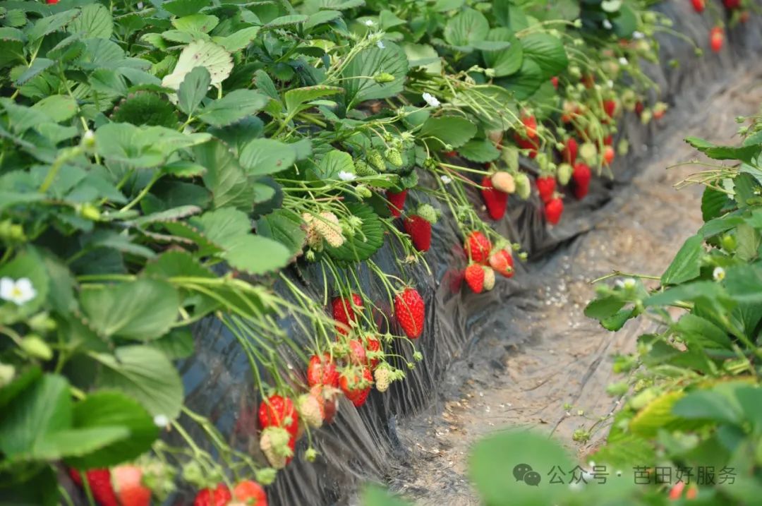 鑺敯鑽夎帗,鑽夎帗鐢ㄨ姯鐢版按婧惰偉鏁堟灉濡備綍