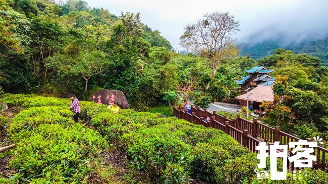 保亭雨林风景,保亭黎族苗族自治县旅游攻略
