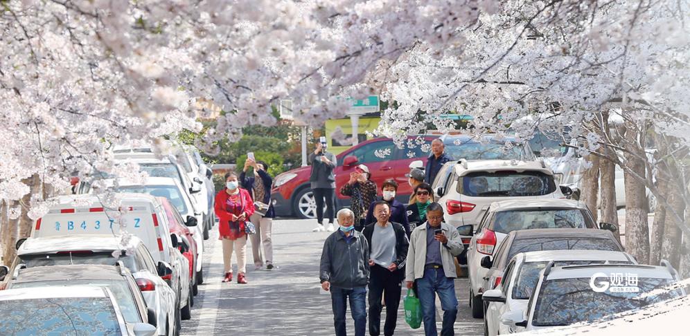 我和樱花有个约会背面完整版,和樱花的约会